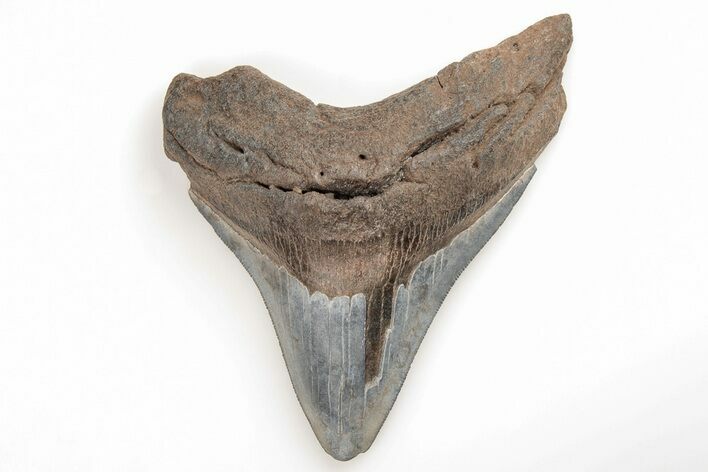 Serrated, 4.37" Fossil Megalodon Tooth - South Carolina